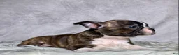 Boston Terrier dogs for sale: Mr. Max - Ad 9