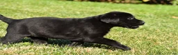 Labrador Retriever dogs for sale: Lacey - Ad 8