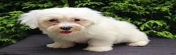 Teddy Bear dogs for sale: White Oak - Ad 2