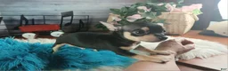 Chihuahua dogs for sale: Tiny blk tan boy Hand Delivery  - Ad 6