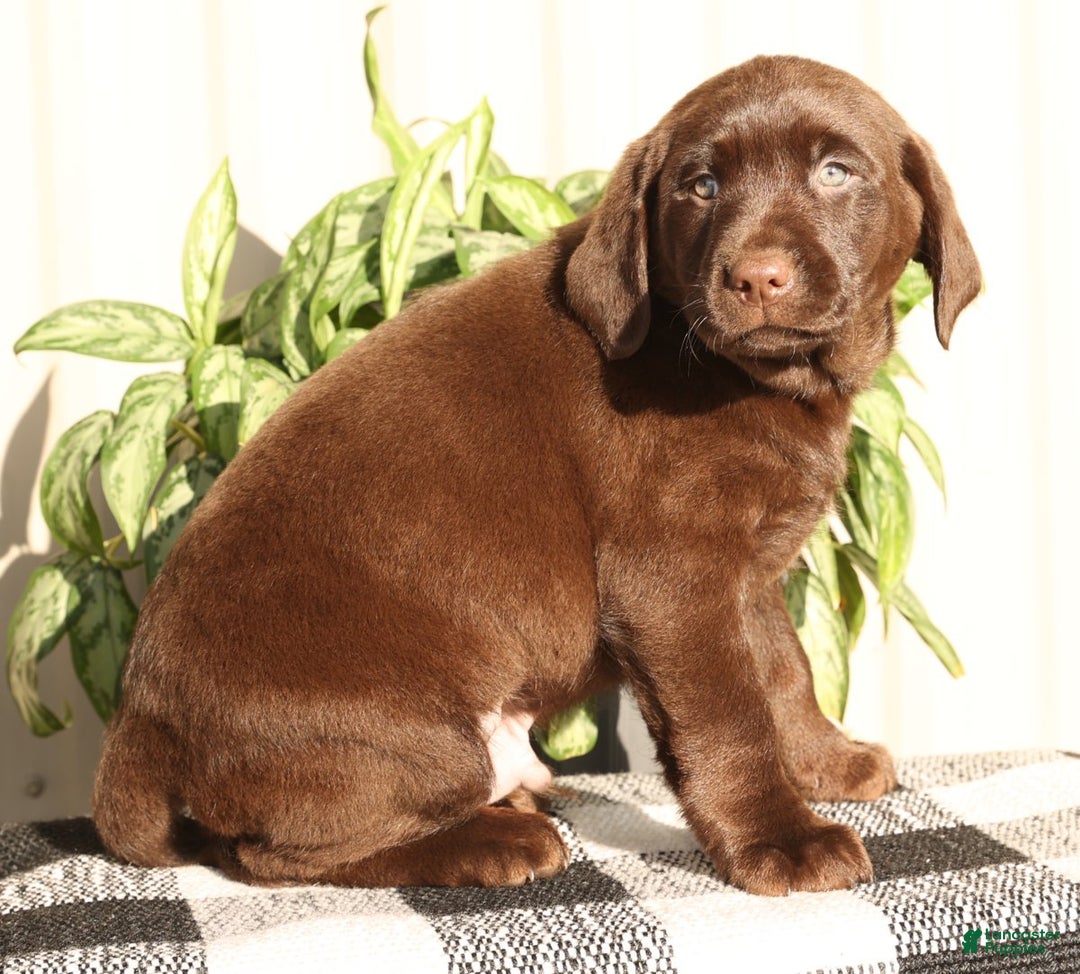 Labrador Retriever dogs for sale: Spice - Ad 1