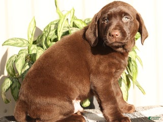 Labrador Retriever dogs Spice - Ad 3