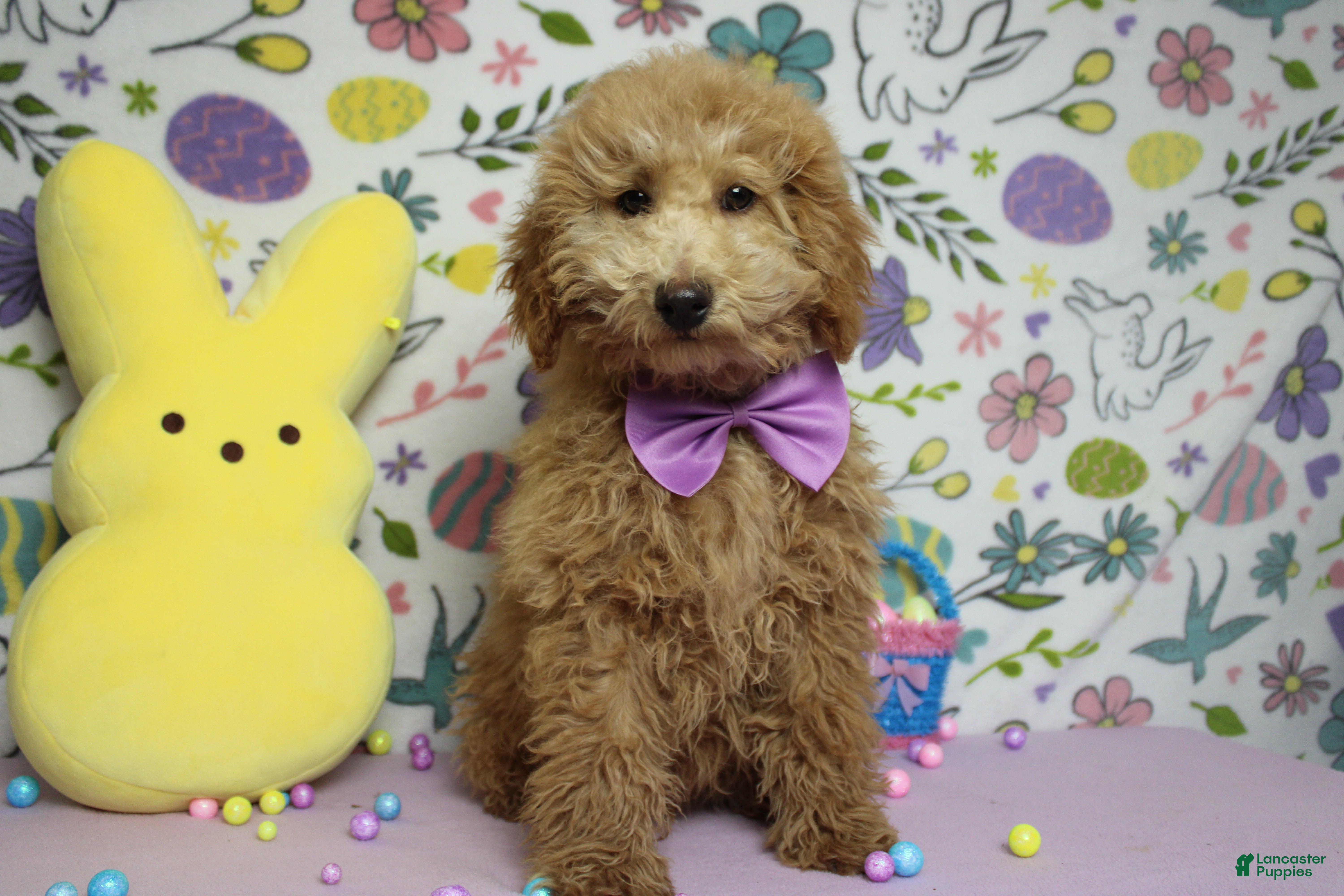Toy Poodle dogs Garnet - Ad 16