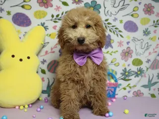 Toy Poodle dogs Garnet - Ad 16