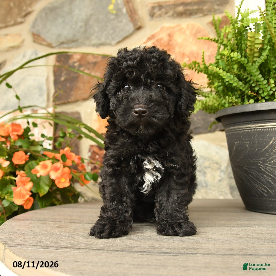 Miniature Poodle dogs Sven - Ad 1