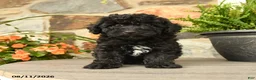 Miniature Poodle dogs for sale: Sven - Ad 1