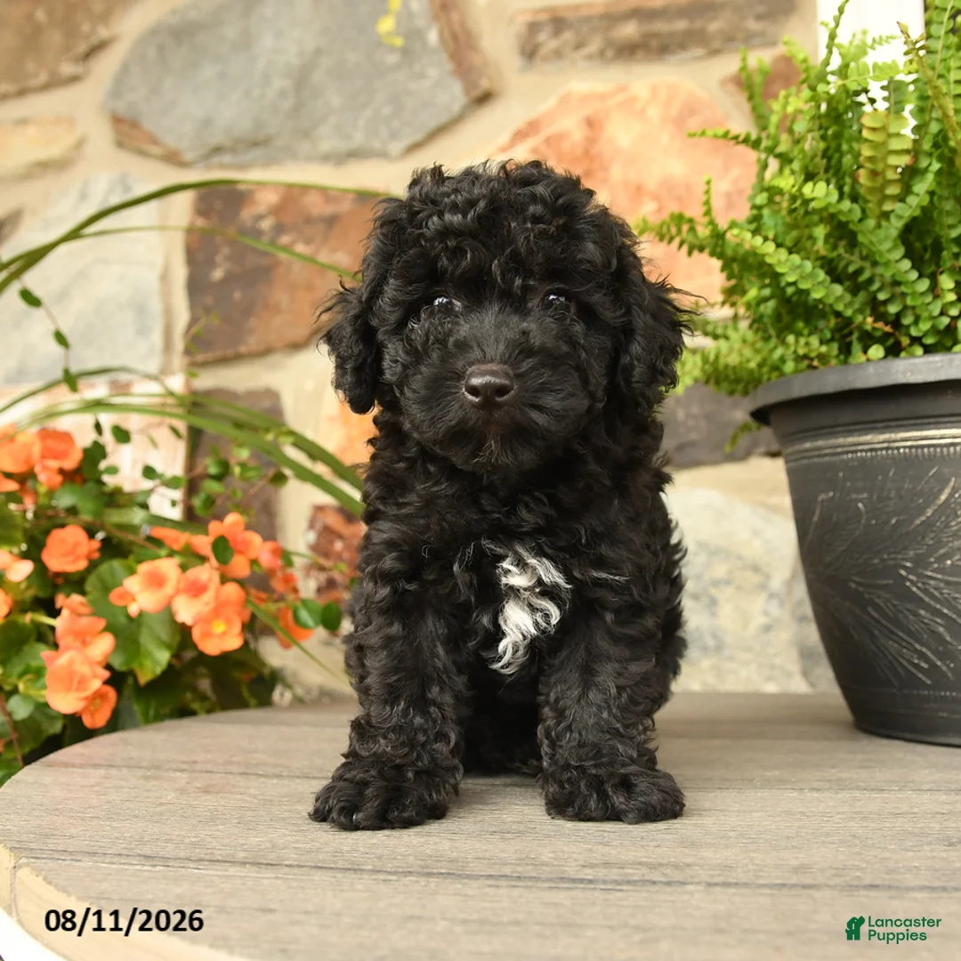 Miniature Poodle dogs for sale: Sven - Ad 1
