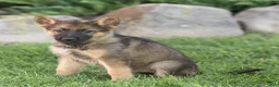 German Shepherd dogs for sale: Selah German Shepherd  - Ad 3