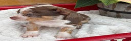 Chihuahua dogs for sale: Chestnut - Ad 4
