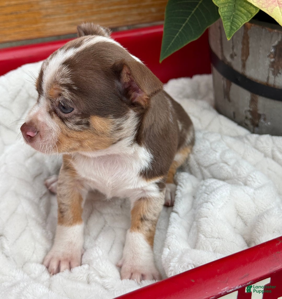 Chihuahua dogs for sale: Chestnut - Ad 4