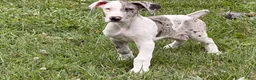 Great Dane dogs for sale: Patches Great Dane  - Ad 8