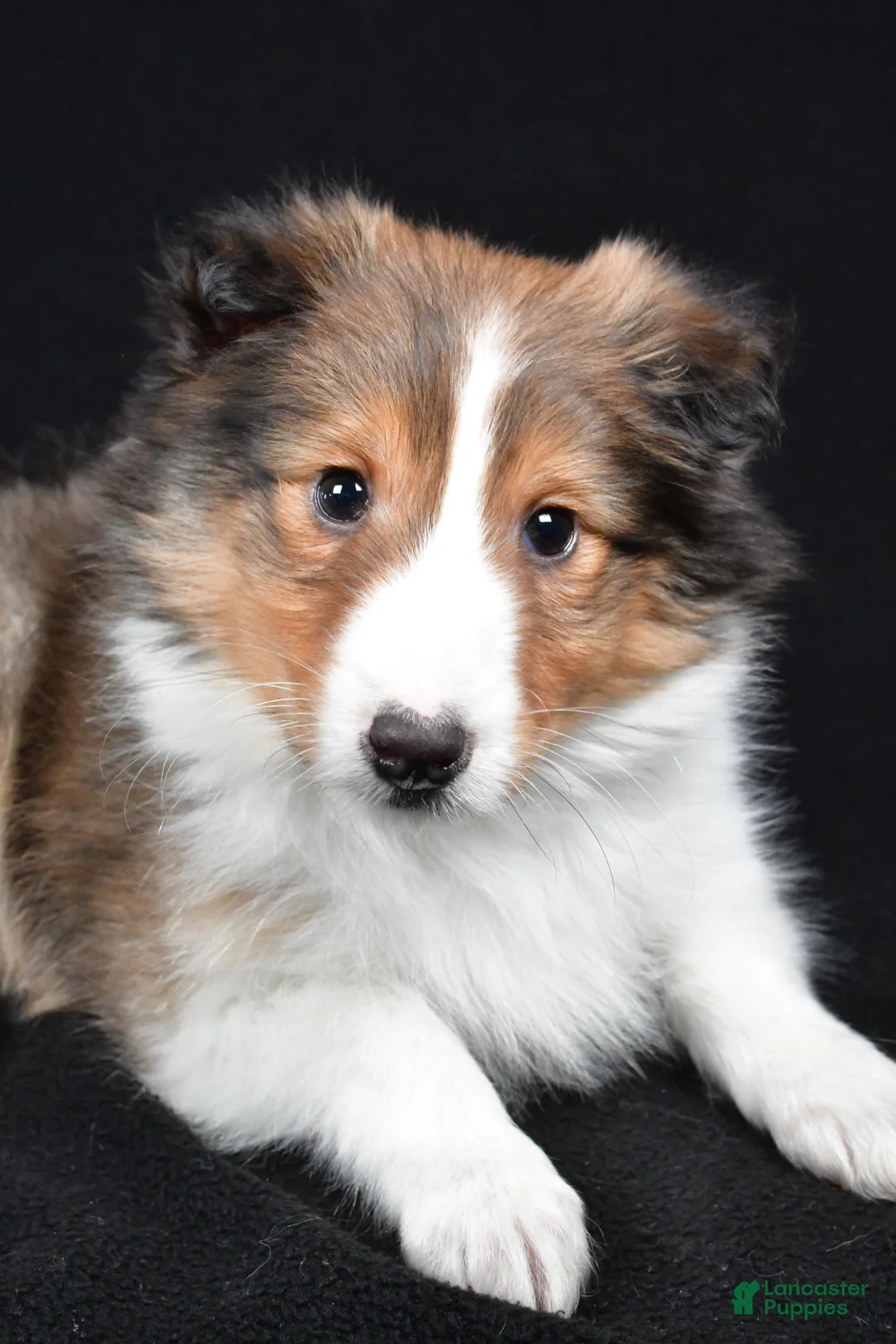 Shetland Sheepdog dogs for sale: Maggie - Ad 9