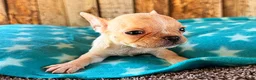 Frenchton dogs for sale: Strawberry - Ad 4