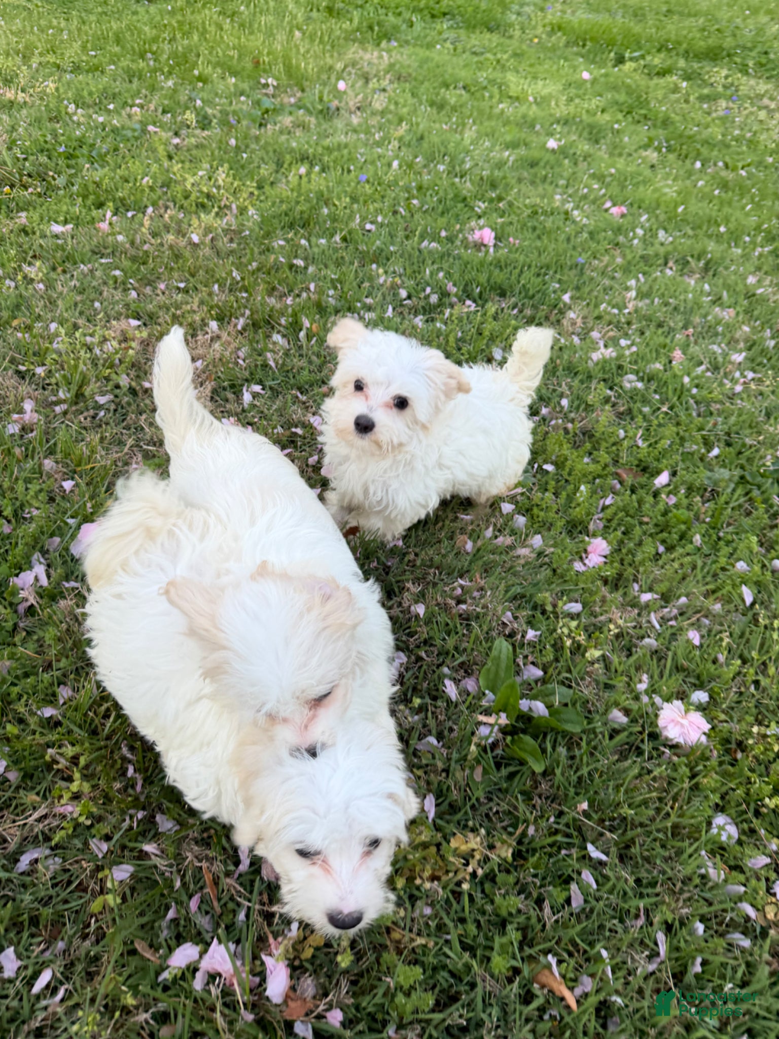 Maltipoo dogs Maltipoo Puppy 3 - Ad 2