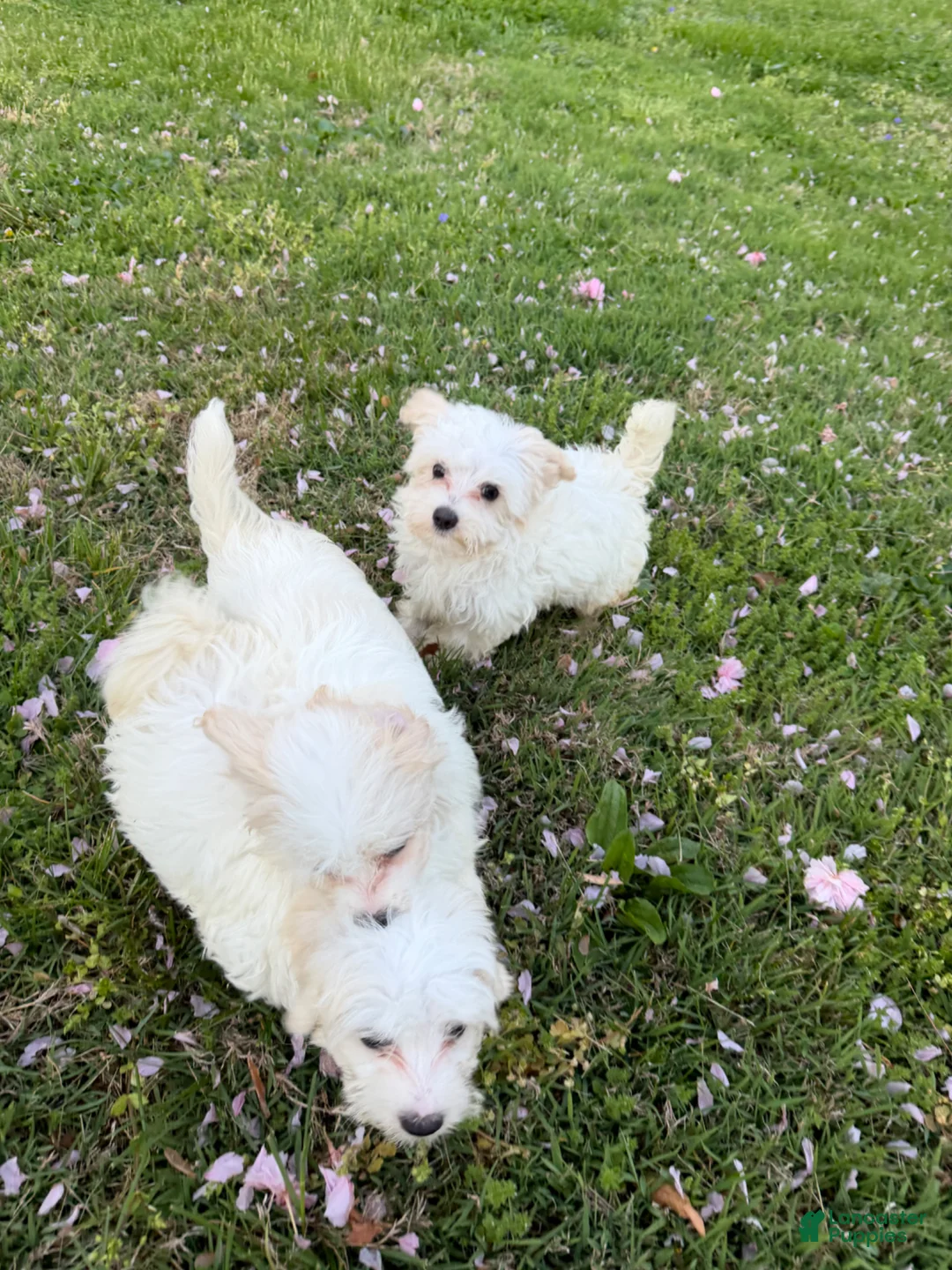 Maltipoo dogs for sale: Maltipoo Puppy 3 - Ad 2