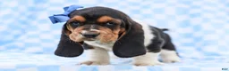 Basset Hound dogs for sale: Edgar Purebred Basset Hound Pup - Ad 4