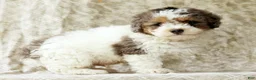 Miniature Poodle dogs for sale: Finn - Ad 6