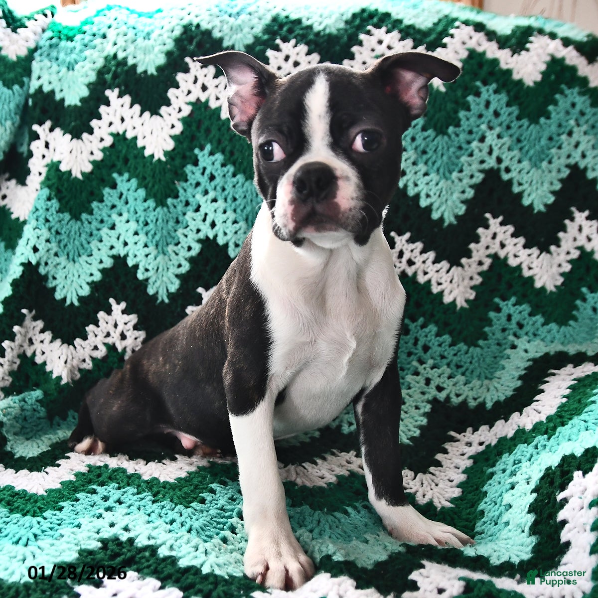 Boston Terrier dogs for sale: Juno - Ad 2
