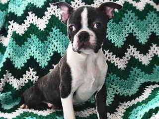 Boston Terrier dogs for sale: Juno - Ad 2