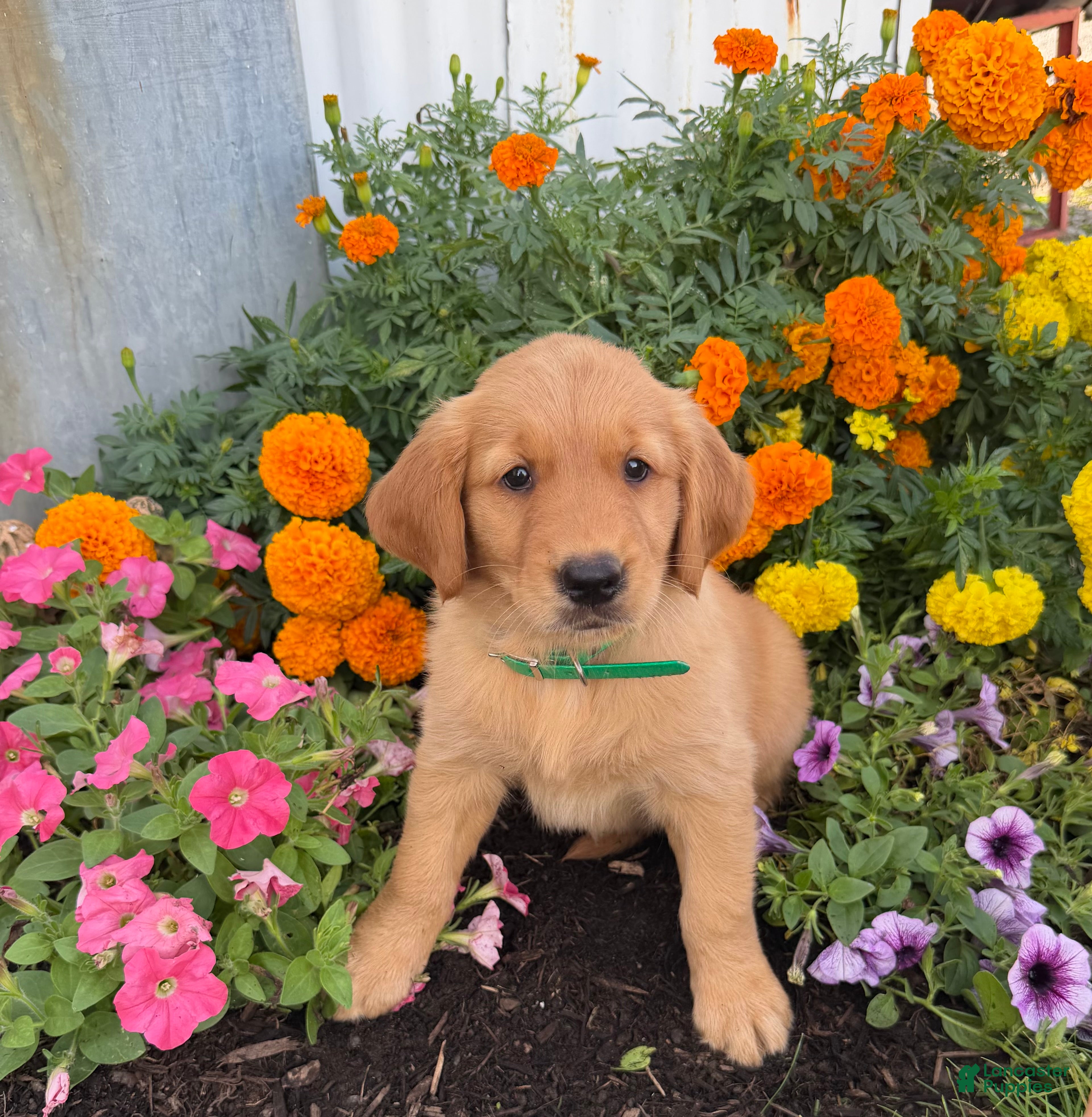 Golden Retriever dogs Hazel - Ad 1