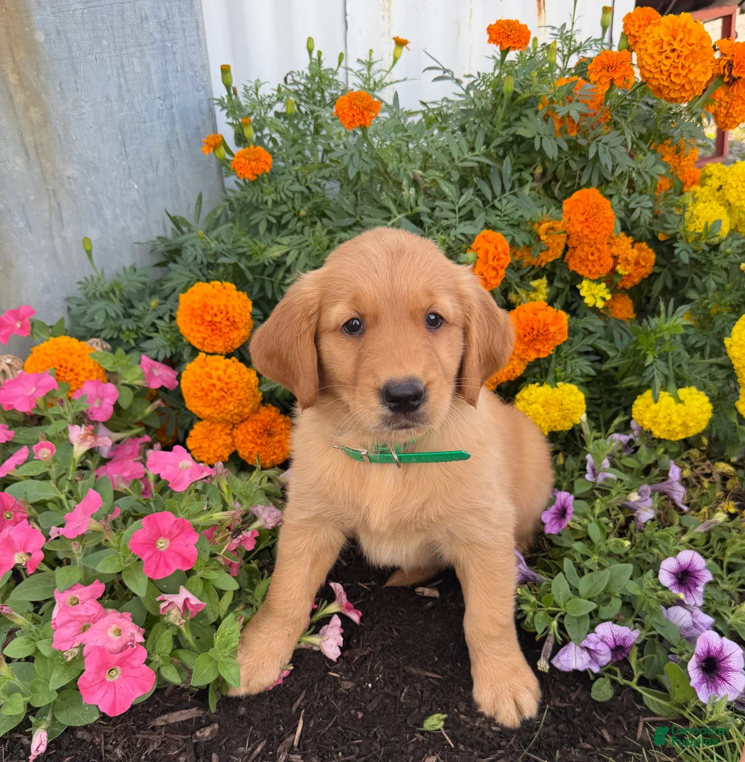 Golden Retriever dogs for sale: Hazel - Ad 1
