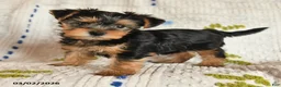 Yorkshire Terrier dogs for sale: Jewel - Ad 4