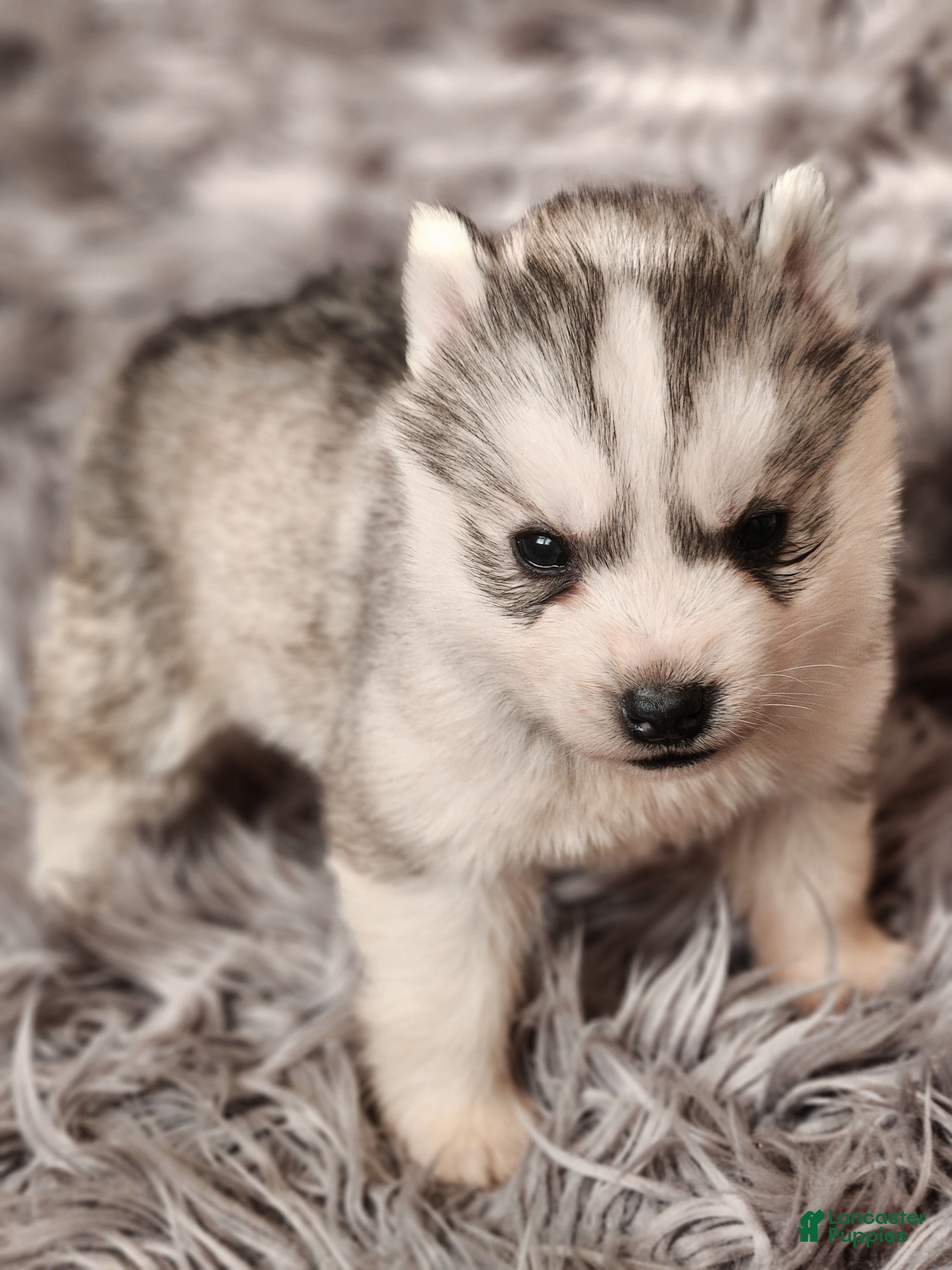 Siberian Husky dogs River - Ad 28