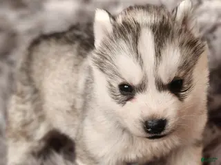 Siberian Husky dogs River - Ad 28