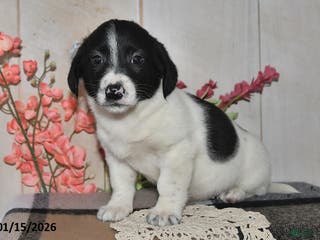 Mixed Breed dogs Debbie - Ad 28