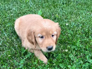 Golden Retriever dogs Baker - Ad 26