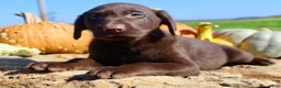 Labrador Retriever dogs for sale: Tucker  - Ad 4
