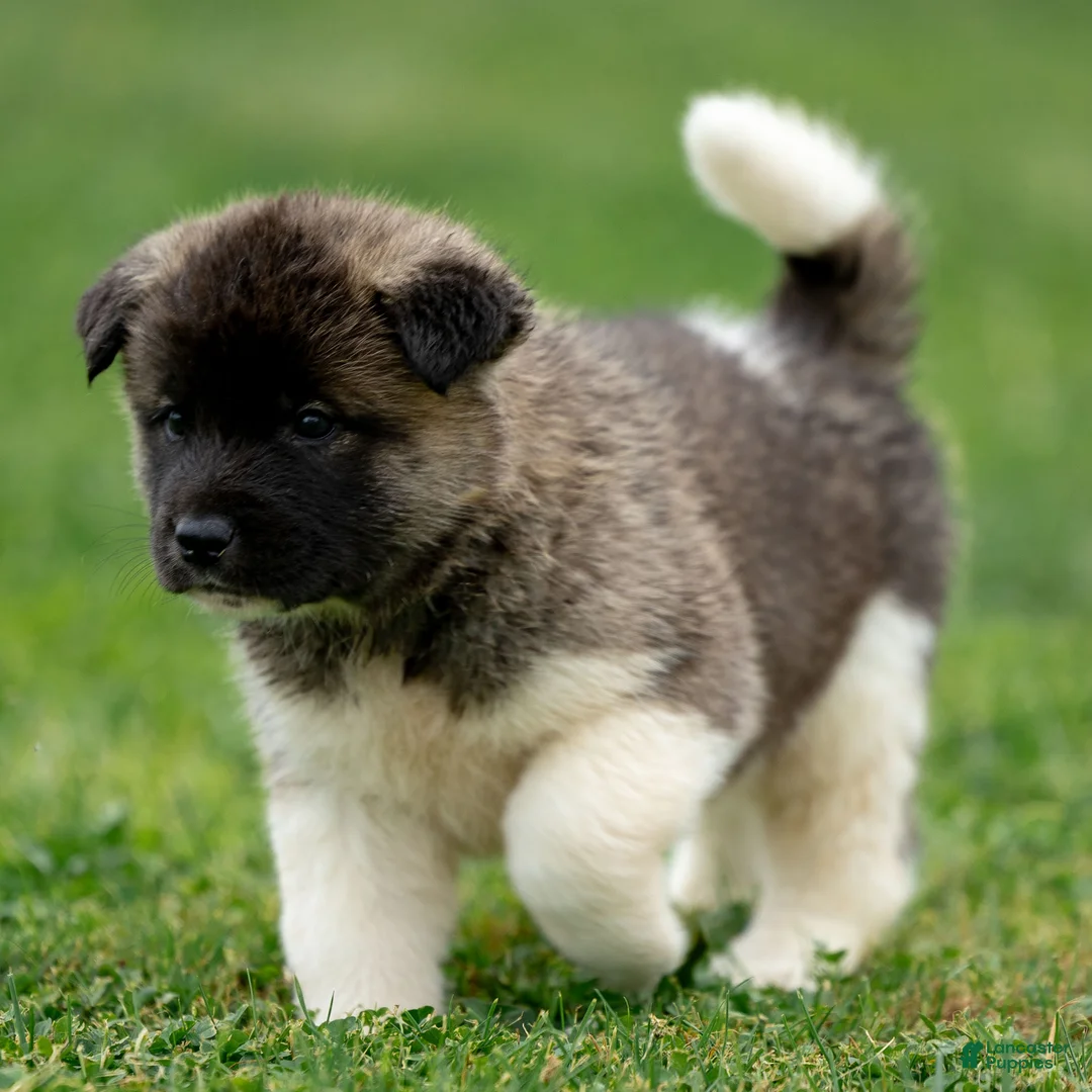 Akita dogs for sale: Pumpkin - Ad 5