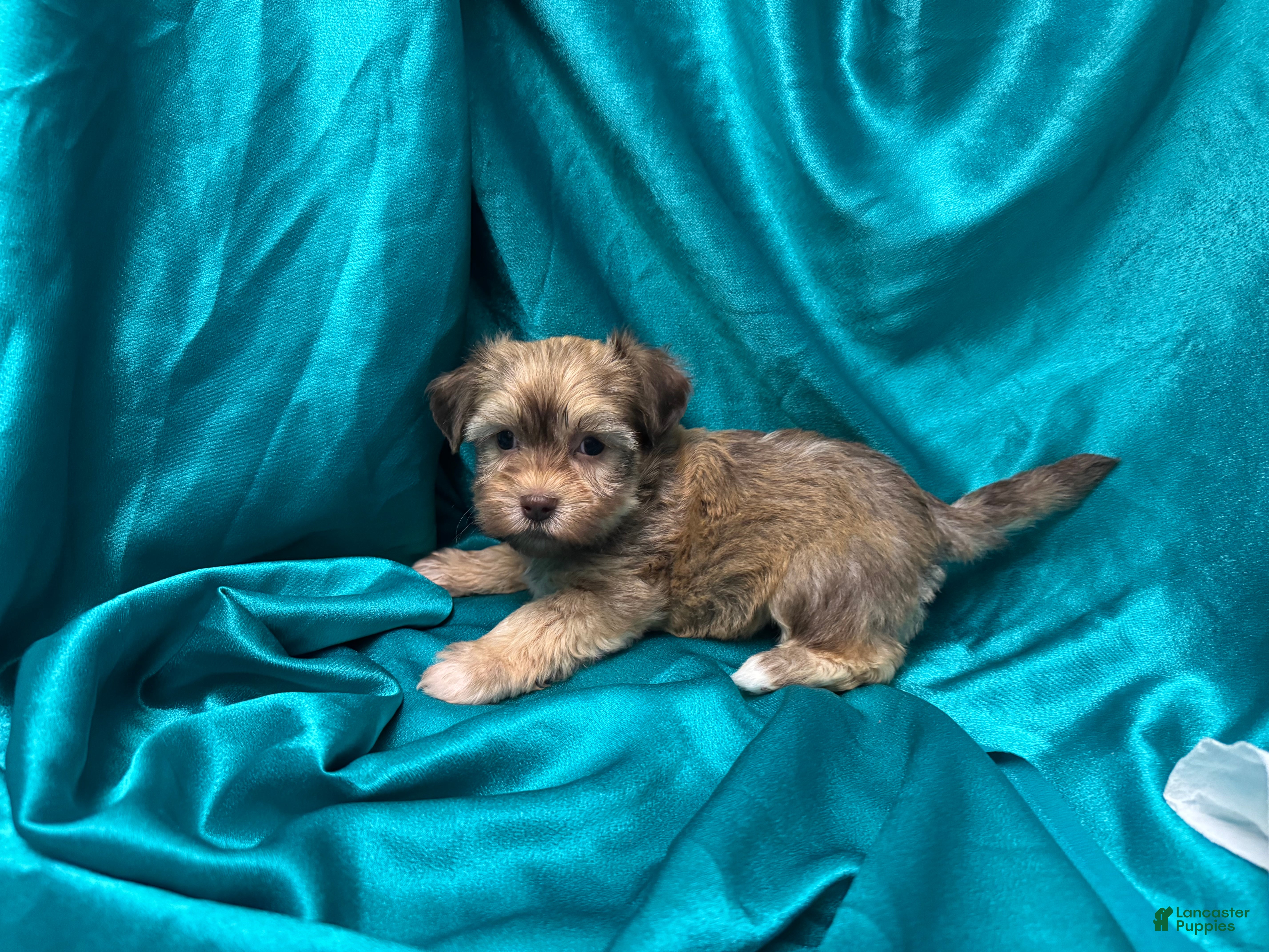Havanese dogs Mack - Ad 1
