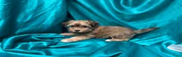 Havanese dogs for sale: Mack - Ad 1