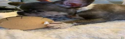 French Bulldog dogs for sale: French Bulldog 4 - Ad 4
