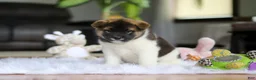 Akita dogs for sale: Jewel - Ad 6