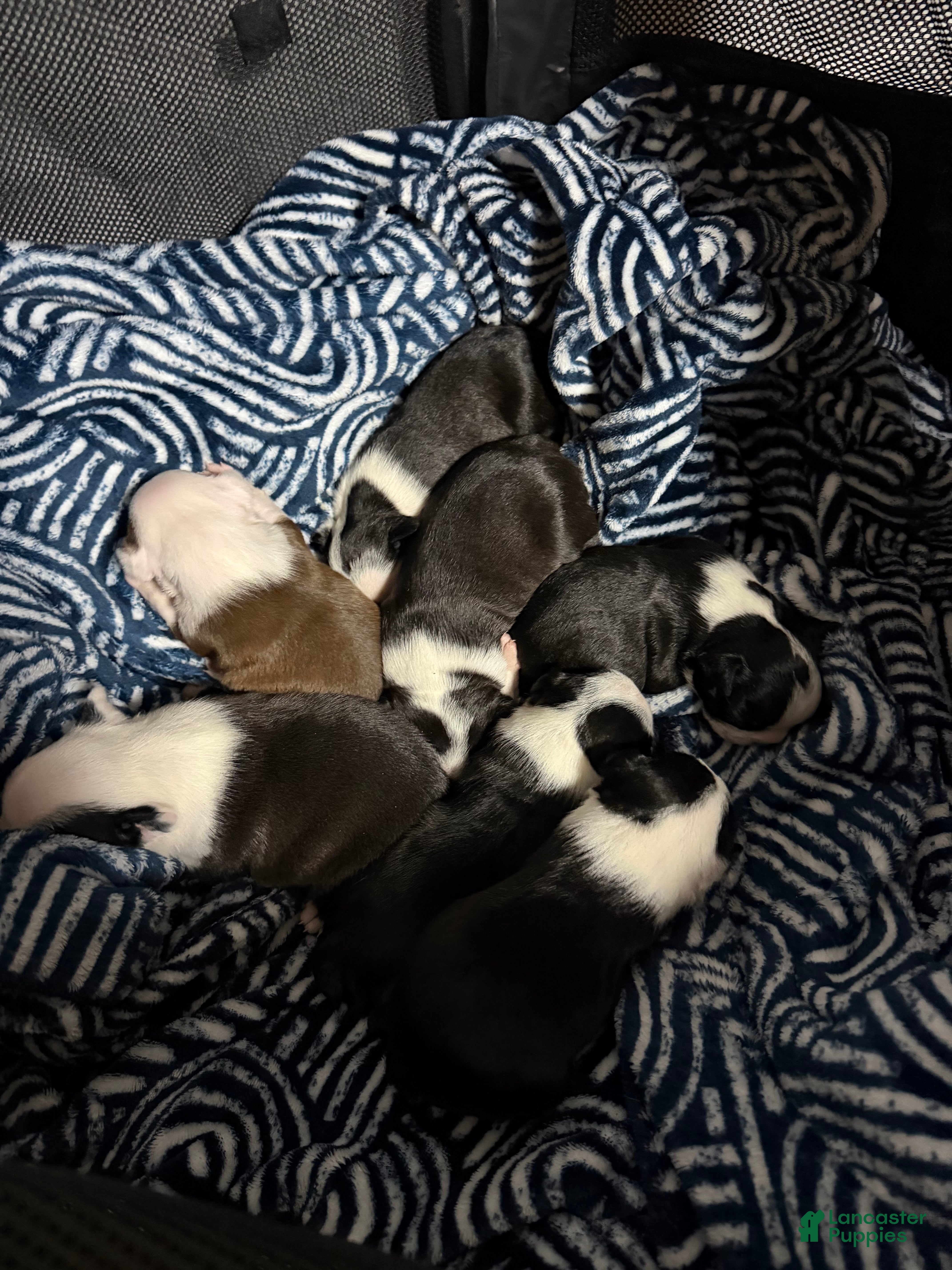 Boston Terrier dogs Boston Terrier 7 - Ad 8
