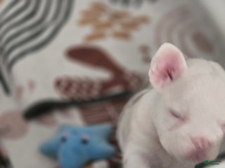 French Bulldog dogs - Ad 37