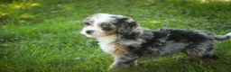 Mini Bernedoodle dogs for sale: Maya Mini Bernedoodle  - Ad 6