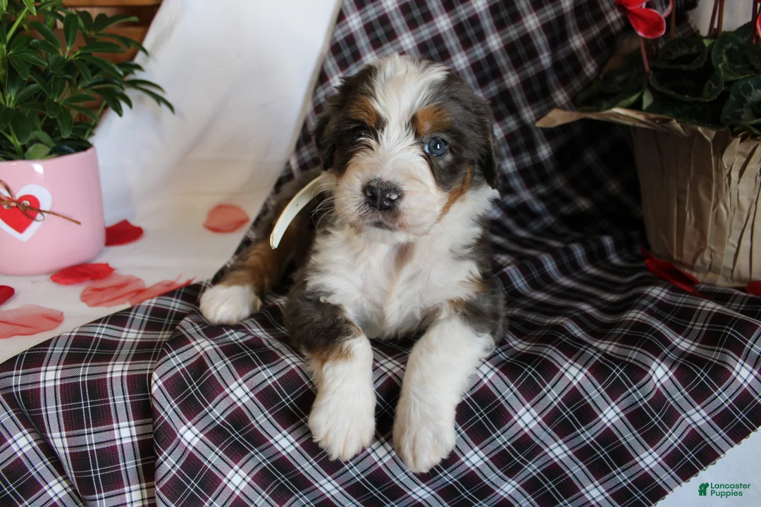 Bernedoodle dogs for sale: Shooter - Ad 6