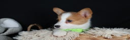 Welsh Corgi Pembroke dogs for sale: Hudson - Ad 6