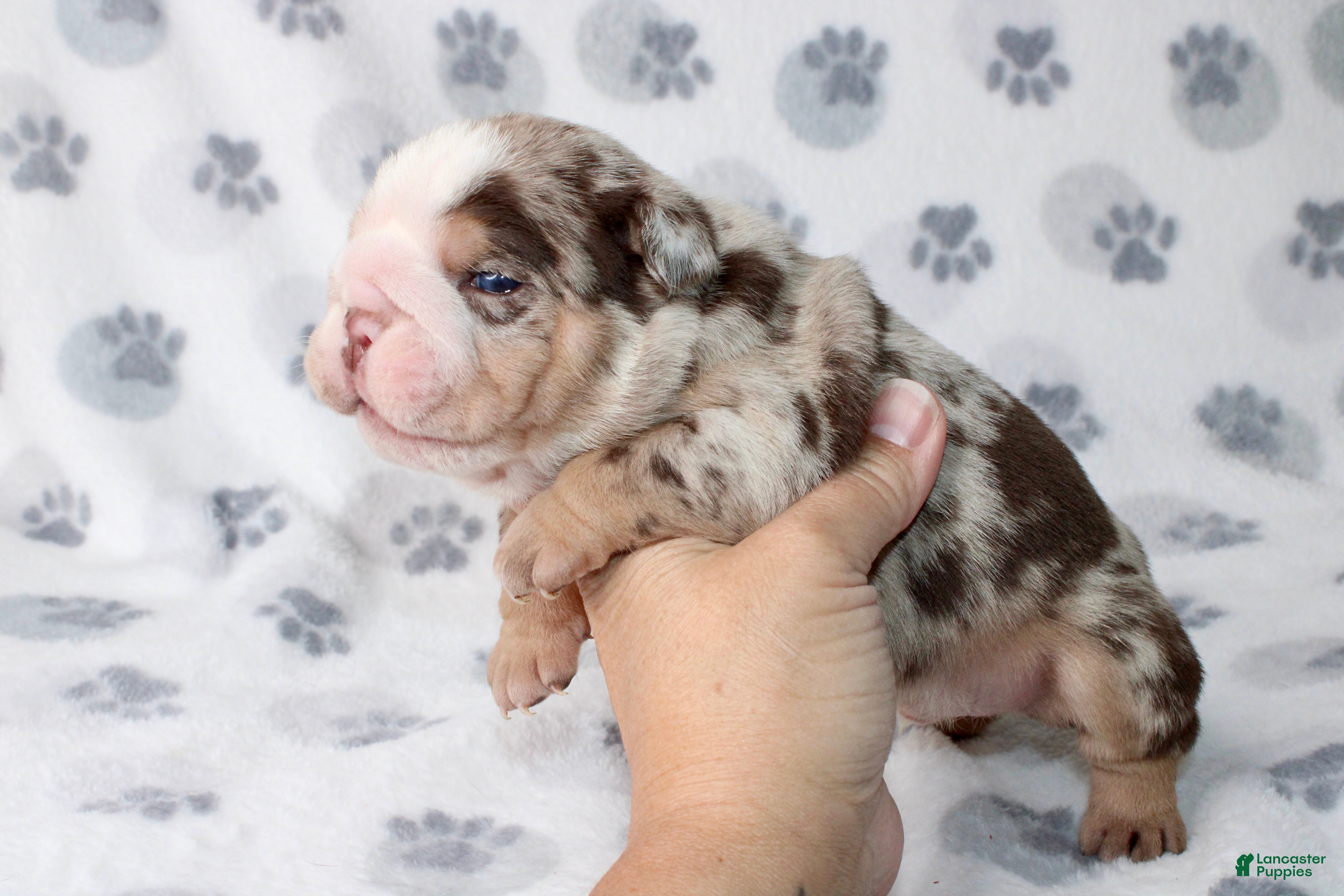 English Bulldog dogs Twix - Ad 4