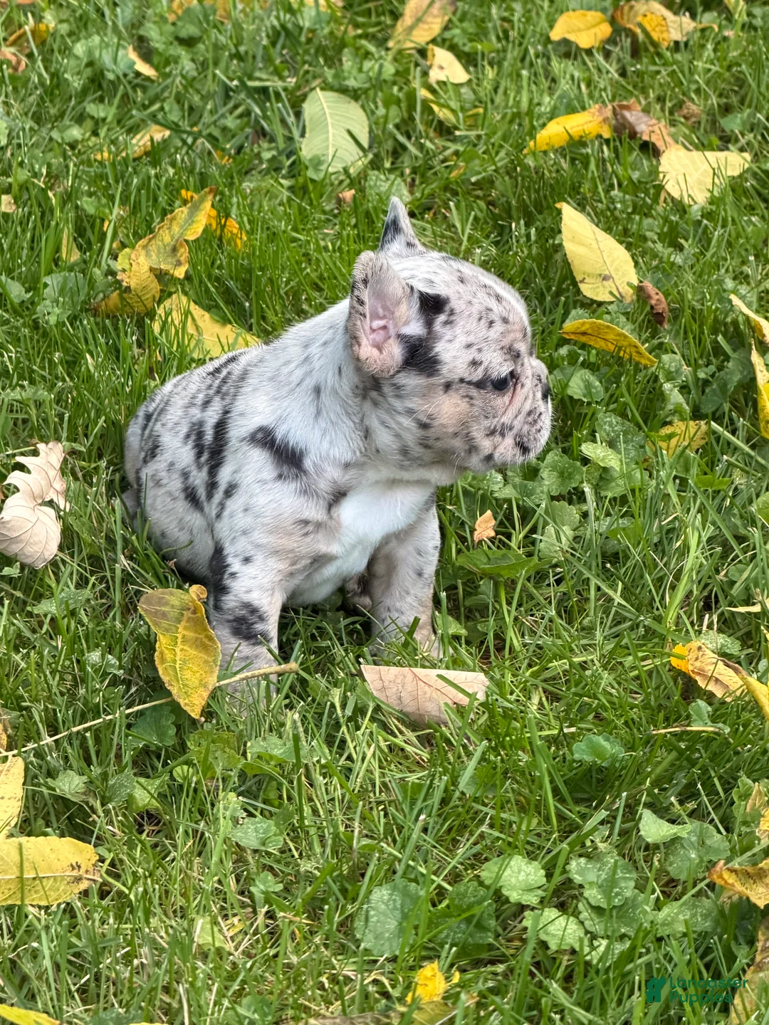 French Bulldog dogs for sale: French Bulldog 3 - Ad 2