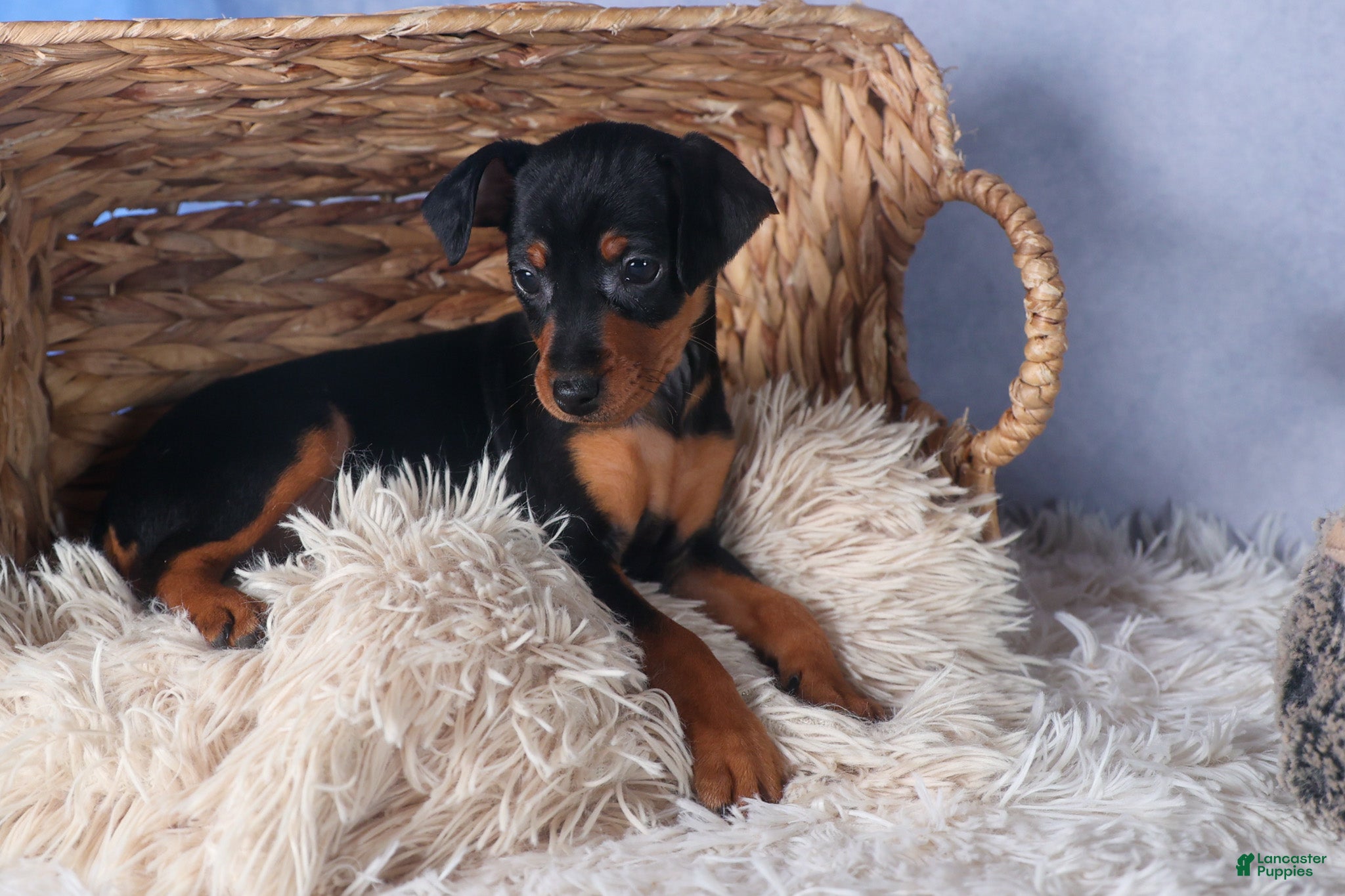 Miniature Pinscher dogs ANNIE - Ad 1