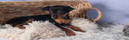 Miniature Pinscher dogs for sale: ANNIE - Ad 2