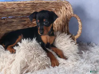 Miniature Pinscher dogs for sale: ANNIE - Ad 3
