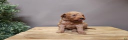 Mini Goldendoodle dogs for sale: Houston - Ad 6