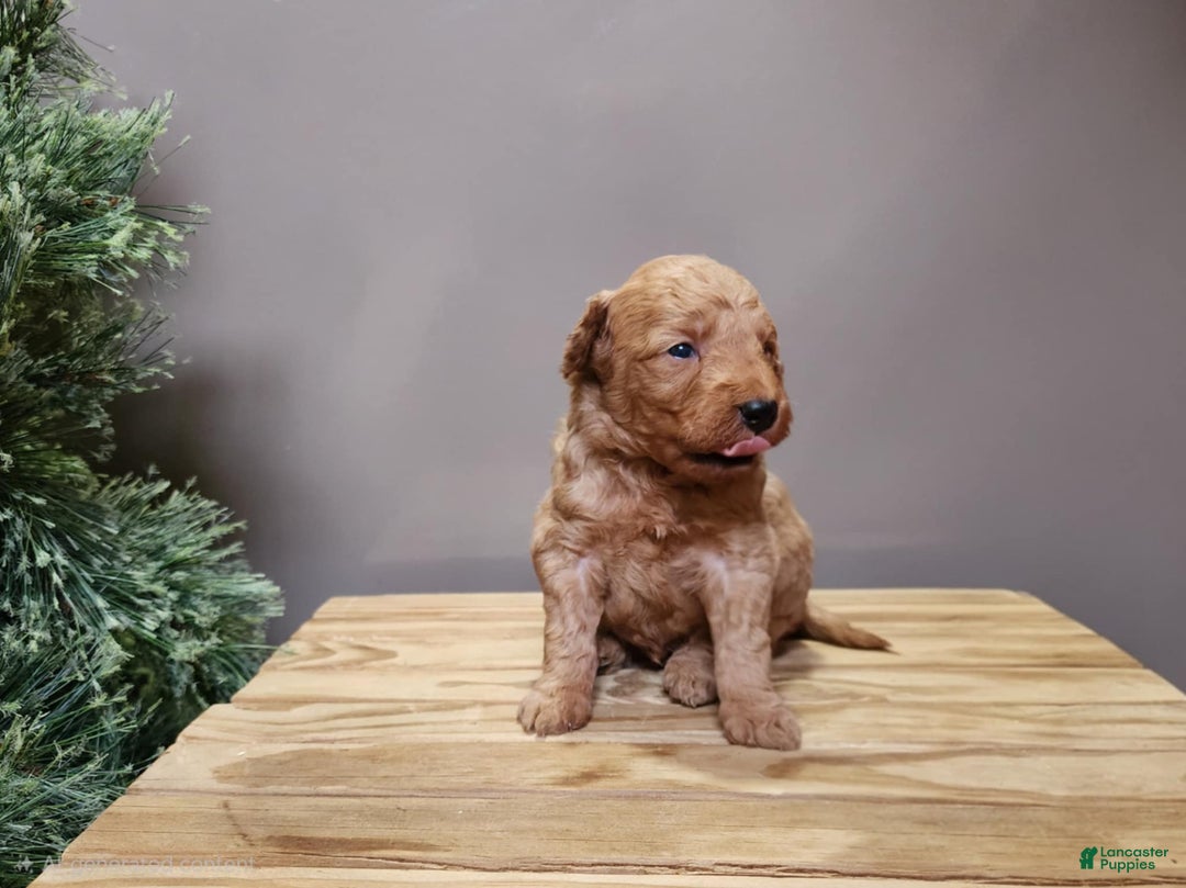 Mini Goldendoodle dogs for sale: Houston - Ad 6