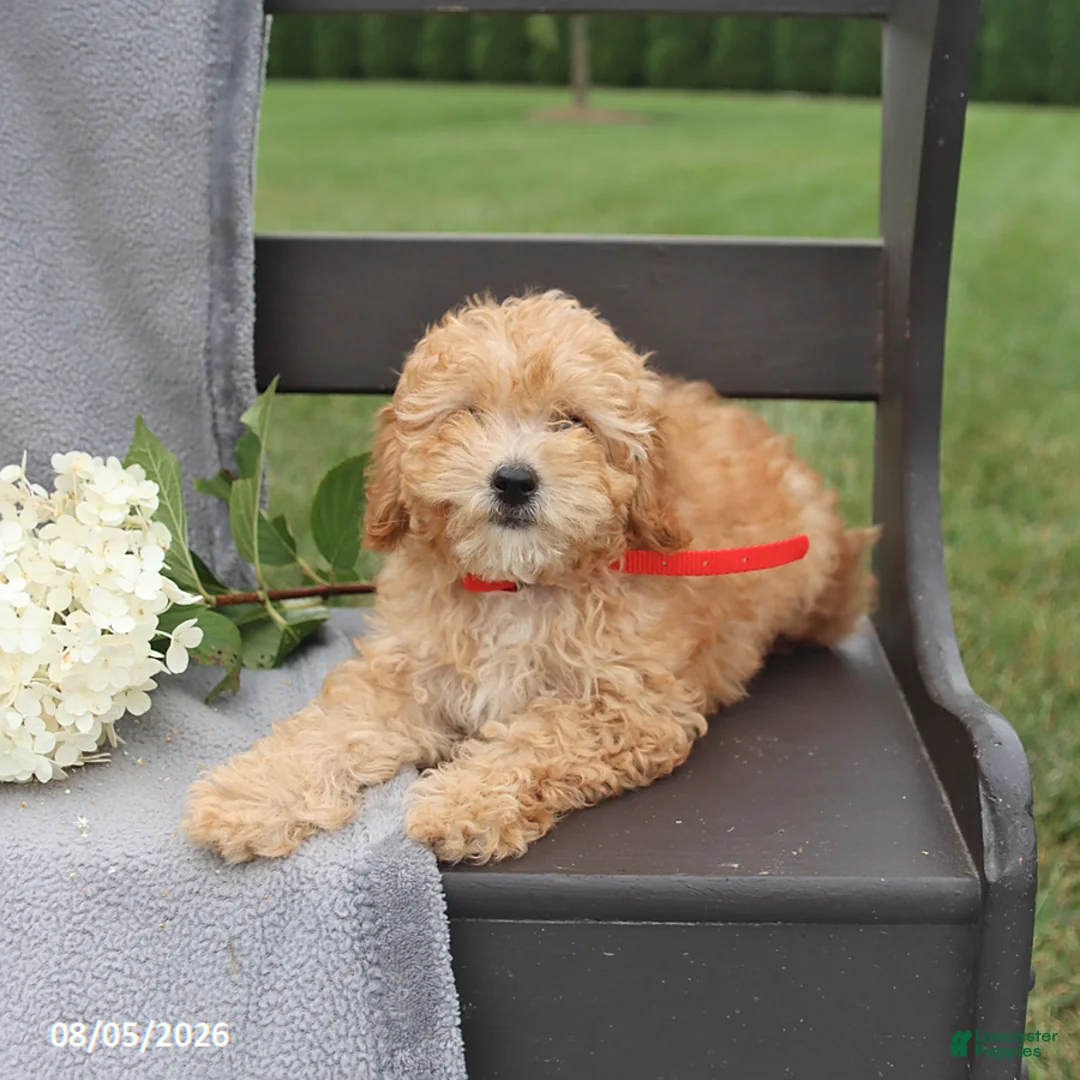 Cavapoo dogs for sale: Tessa  - Ad 2