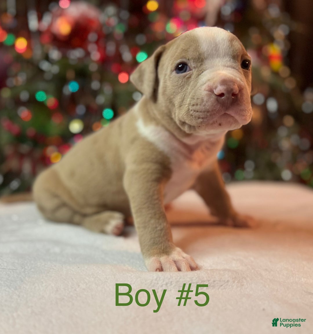 American Bully dogs for sale: American Bully Puppy 3 - Ad 1